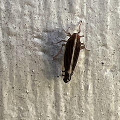 Stenocranus vittatus