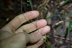 Aneilema acuminatum