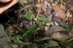 Aneilema acuminatum