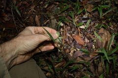 Aneilema acuminatum