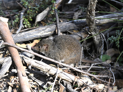 Antechinus mimetes