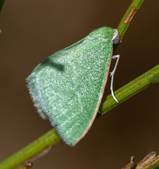 Synchlora faseolaria