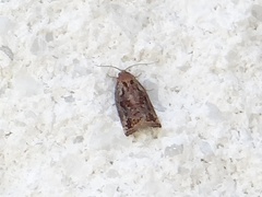 Archips oporana