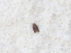 Archips oporana
