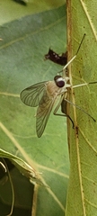 Rhagio lineola