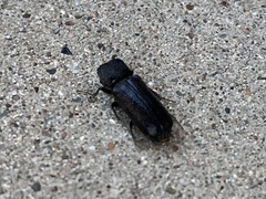 Apatides fortis
