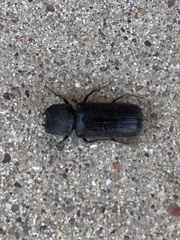 Apatides fortis