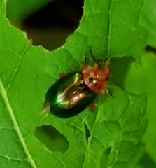 Kuschelina gibbitarsa