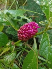 Phytolacca rugosa