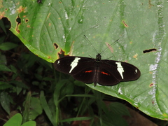 Heliconius clysonymus hygiana