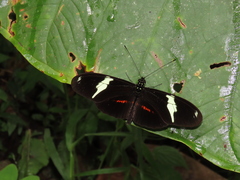 Heliconius clysonymus hygiana