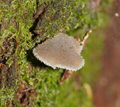 Pseudohydnum tasmanicum