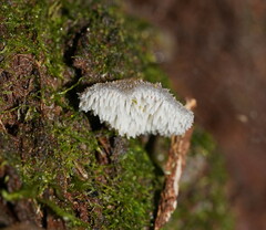 Pseudohydnum tasmanicum