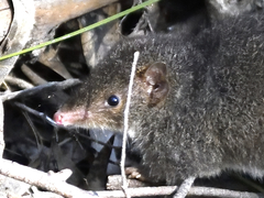 Antechinus mimetes