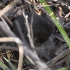 Antechinus mimetes