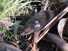 Antechinus mimetes