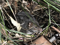 Antechinus mimetes