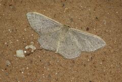 Idaea squalidaria