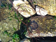 Gracilariaceae