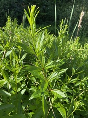 Veronicastrum