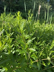 Veronicastrum