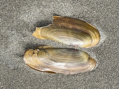 Siliqua patula