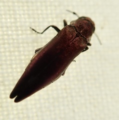 Agrilus sinuatus