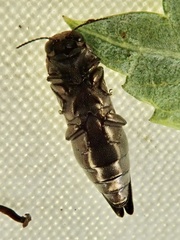 Agrilus sinuatus