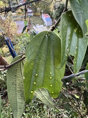 Passiflora chelidonea