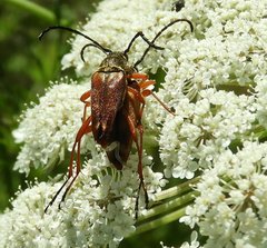 Typocerus acuticauda