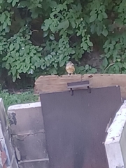 Passer domesticus