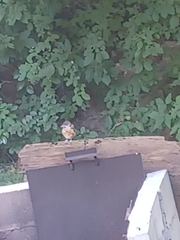 Passer domesticus