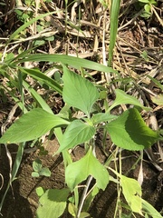 Parietaria praetermissa