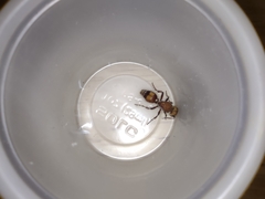 Dasymutilla snoworum