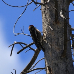 Sphyrapicus nuchalis