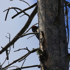 Sphyrapicus nuchalis
