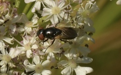Chrysogaster cemiteriorum