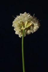 Eriogonum nudum nudum