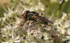 Chrysogaster cemiteriorum
