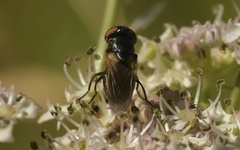 Chrysogaster cemiteriorum