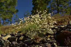 Eriogonum nudum nudum