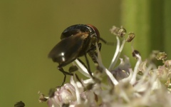 Chrysogaster cemiteriorum