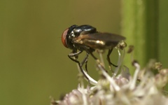 Chrysogaster cemiteriorum