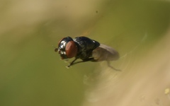 Chrysogaster cemiteriorum