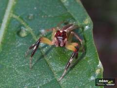 Asaracus megacephalus