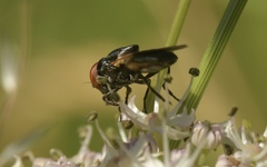Chrysogaster cemiteriorum