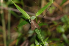 Hypena masurialis