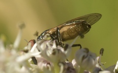 Chrysogaster cemiteriorum