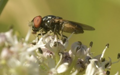 Chrysogaster cemiteriorum
