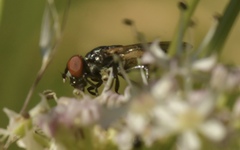 Chrysogaster cemiteriorum